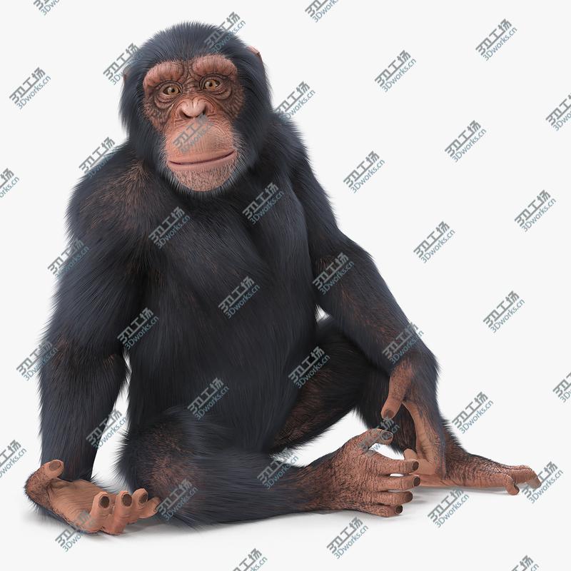 images/goods_img/2021040162/Light Chimpanzee Rigged with Fur 3D/1.jpg